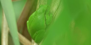繁殖季节坐在干香蒲叶子上等待雌性的欧洲树蛙(树蛙属)。野生动物微距镜头与绿色米色对比