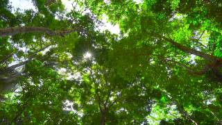 在大树下和阳光下仰视相机视频素材模板下载