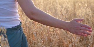 在燕麦地里，一个女人用手摸着一个金色的燕麦穗。年轻女子的手穿过燕麦田。女人的手在日落时触摸燕麦。缓慢的运动。4 k。