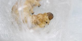 近距离拍摄成熟的蚕茧在茧中筑巢，4k实时镜头，中国农业和动物概念。