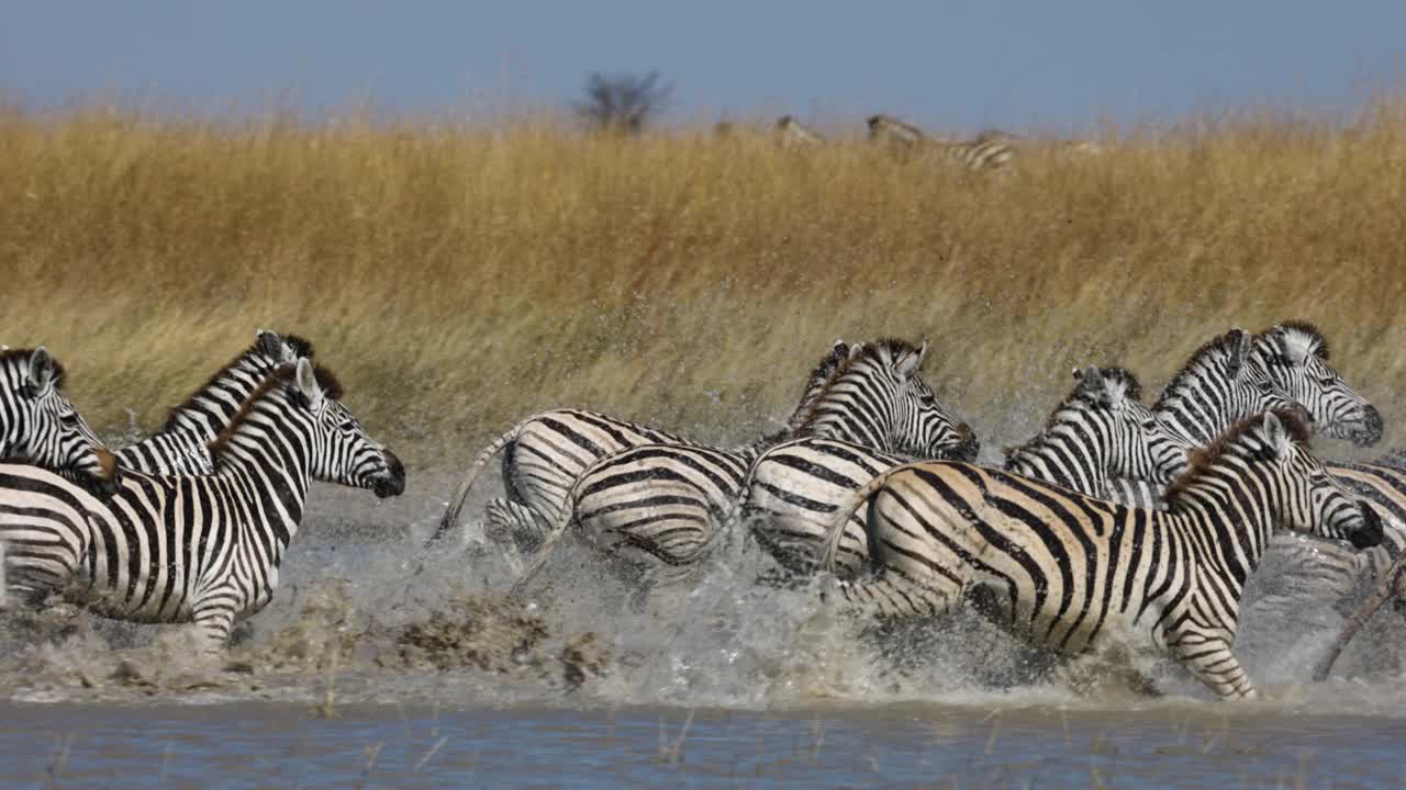 一群斑马从一个水坑里跑出来的慢镜头特写。斑马迁徙博茨瓦纳