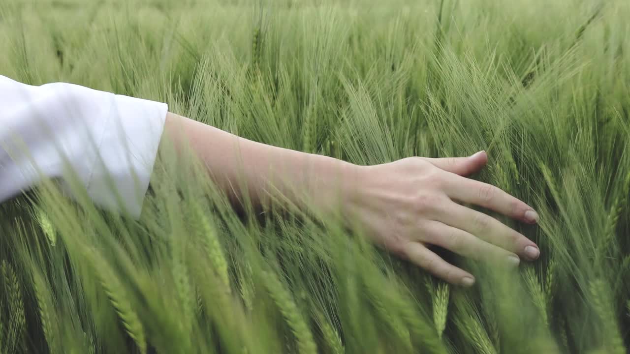 初夏，农夫的手抚摸着成熟的麦穗。农民在麦田里劳作。农业种植麦田。