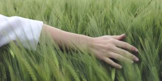 初夏，农夫的手抚摸着成熟的麦穗。农民在麦田里劳作。农业种植麦田。