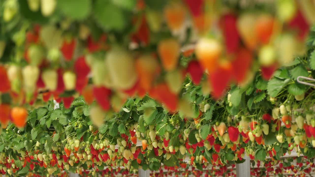 法国南部温室下生长的草莓。