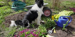 户外肖像可爱的狗边境牧羊犬与浇水罐和花园手推车在花园的背景。有趣的小狗作为园丁取喷壶灌溉。园艺和农业概念