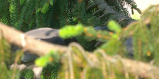 成年乌鸦在树上喂小乌鸦，4k慢镜头60fps