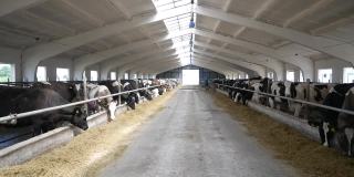 巨大的牛棚两边都是奶牛