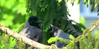 成年乌鸦在树上喂小乌鸦，4k慢镜头60fps
