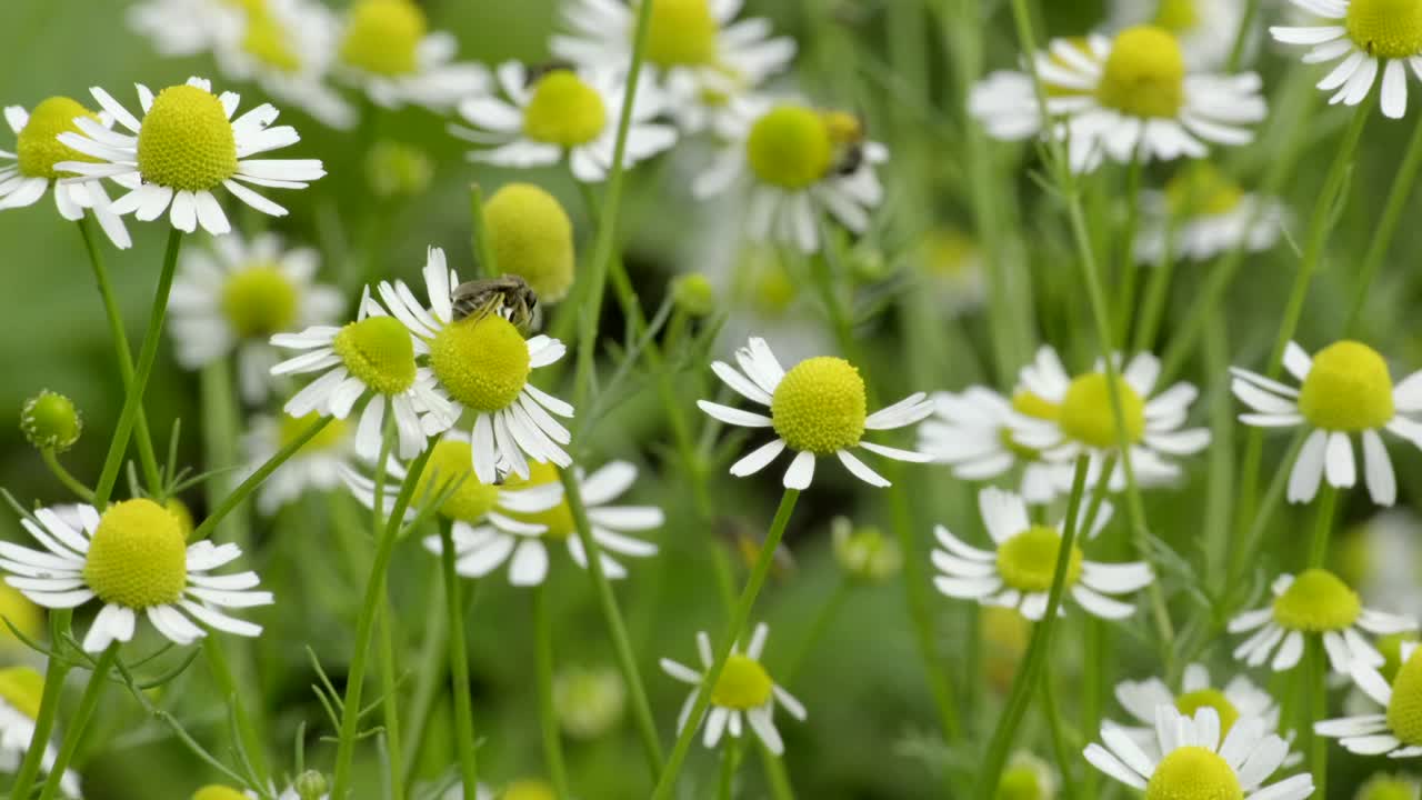 洋甘菊花卉。田野里的白色雏菊在风中摇曳。白色和黄色的甘菊在夏季的草甸，绿色的背景。自然、花卉、春天、生物、动物、环境、生态系统的概念