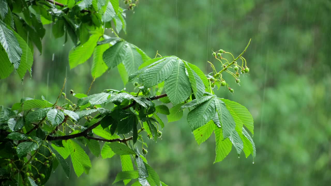 雨点落在栗树(板栗，壳斗科)在公园或森林的白天时间。绿叶在春天的雨里。降雨量树