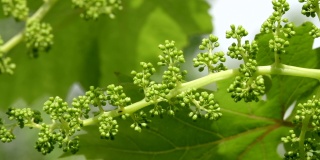 一串未成熟的葡萄。早春时节，绿色的葡萄幼芽在风中慢慢摇曳。成熟的葡萄小枝，幼嫩的花序。新形成的一串串小葡萄，是葡萄发育的初始阶段