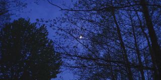 树木和月亮的剪影。森林在日出前