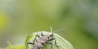 爱沙尼亚树叶上的黑点长角甲虫