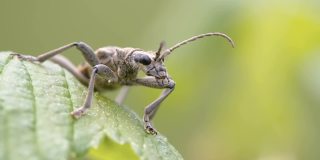 爱沙尼亚的黑斑长角甲虫的圆眼睛