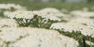 蜜蜂越过普通蓍草浅景深4K视频