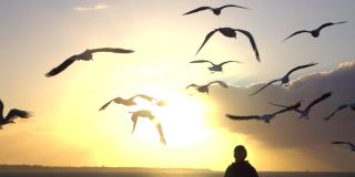 特写:一个不认识的人在日落时喂一群飞翔的海鸥。
