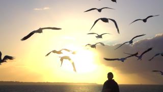 特写:一个不认识的人在日落时喂一群飞翔的海鸥。视频素材模板下载