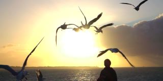 海鸥在游客游览墨尔本时飞过的田园诗般的照片。