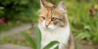 傲慢的短毛家养搞笑虎斑猫偷偷穿过新鲜的绿色草地草地背景。夏天，小猫在花园后院散步。宠物保健和动物概念