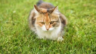 傲慢的短毛家养搞笑虎斑猫偷偷穿过新鲜的绿色草地草地背景。夏天，小猫在花园后院散步。宠物保健和动物概念视频素材模板下载
