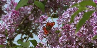 蝴蝶:“凡妮莎cardui”。上面的机翼颜色为浅砖红色，前翼中间有黑色斑点形成一条横条纹。