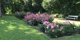 夏天的玫瑰花园