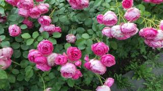 夏天的玫瑰花园视频素材模板下载