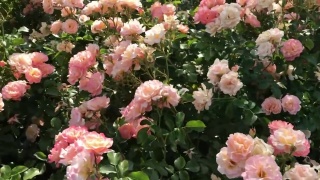 夏天的玫瑰花园视频素材模板下载