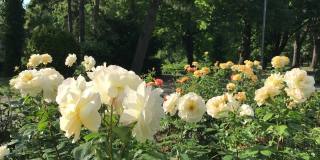 夏天的玫瑰花园