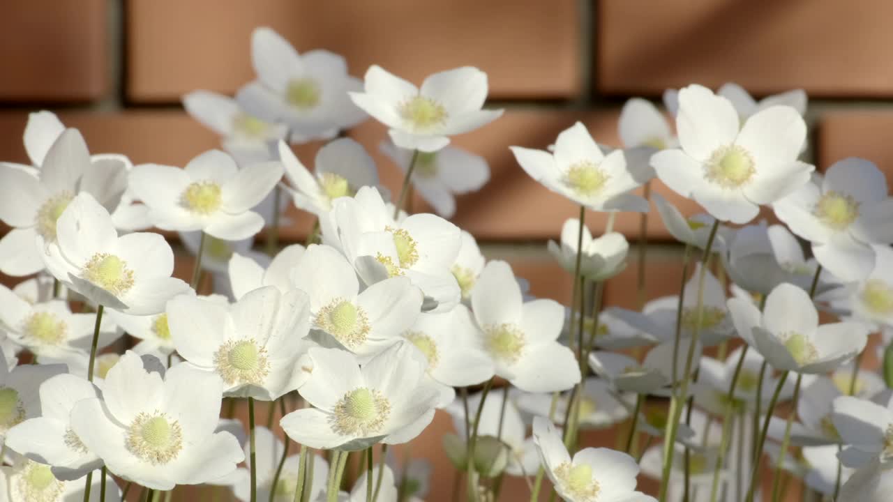 春天的银莲花在风中摇曳。大自然。白色银莲花(Anemone ranunculoides)自然背景。慢镜头特写