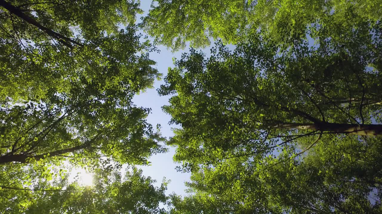 仰望森林，透过树梢，阳光透过树叶。绿色的森林从下面看到夏天的蓝天