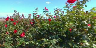 小车拍摄花园里的红玫瑰，慢镜头120帧/秒