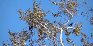 三只小鸟坐在树上，慢镜头120fps