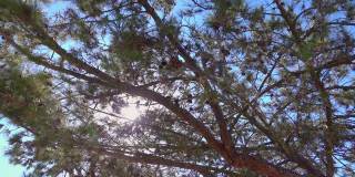 树木后阳光下的汽车拍摄，慢镜头120帧/秒