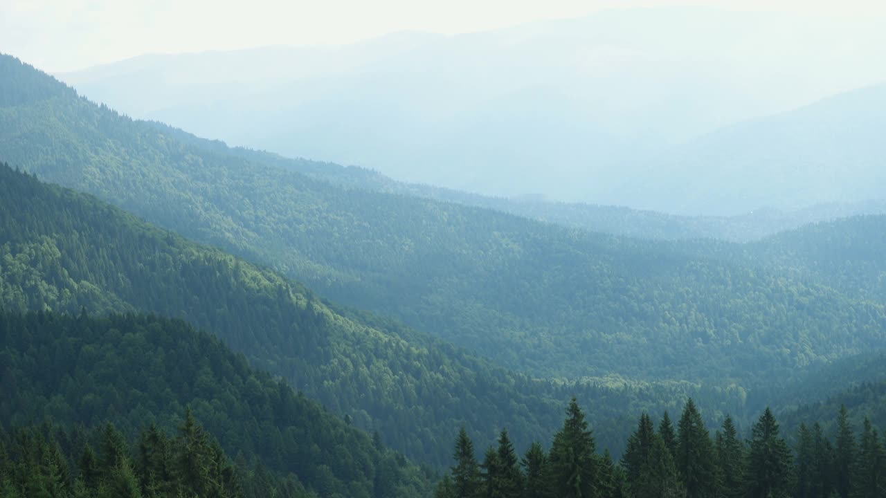 罗马尼亚喀尔巴阡山脉的风景秀丽的山地松林景观