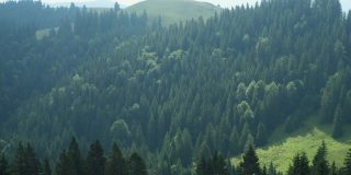 罗马尼亚喀尔巴阡山脉的风景秀丽的山地松林景观