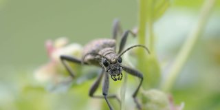 爱沙尼亚的黑斑长角甲虫的脸