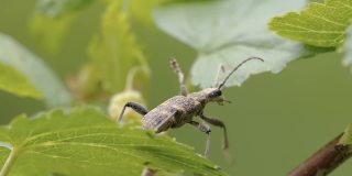 爱沙尼亚有黑点的长角甲虫