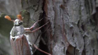 Bug。一只甲虫沿着树皮爬行。视频素材模板下载