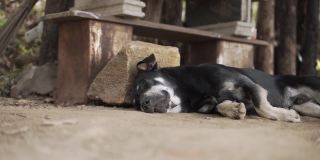 躺在地上的昏昏欲睡的泰国狗