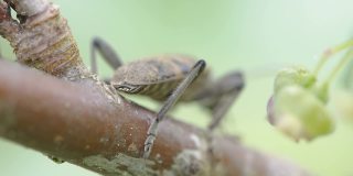 近距离观察爱沙尼亚的黑斑长角甲虫