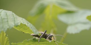 爱沙尼亚的一种有黑点长角甲虫的植物的绿叶