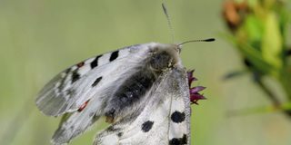 阿波罗(Parnassius Apollo)是一只日间蝴蝶。沿着翅膀的外缘有一条宽的灰色条纹，白色的斑点合并成一条狭窄的条纹。上翼有5个黑点