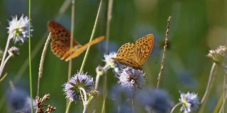 斑蛾，或称陆地测量员(尺蛾科)，是蝴蝶的一个广泛的家族。翅膀上的棕色斑点在大小上变化很大，一些标本看起来几乎是黄色或几乎是棕色。