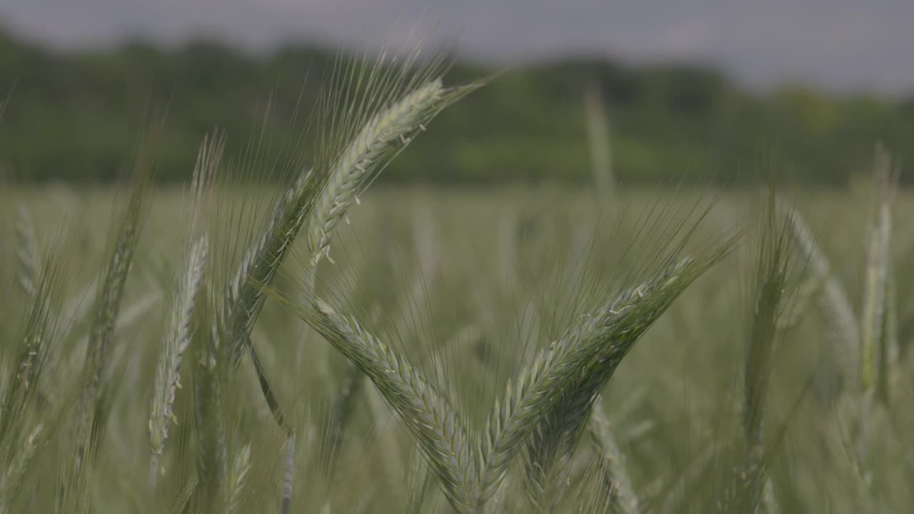 麦田里有小麦，小麦穗特写。现代农业。慢动作100fps。宏视频，ProRes 422，未分级C-LOG3 10位