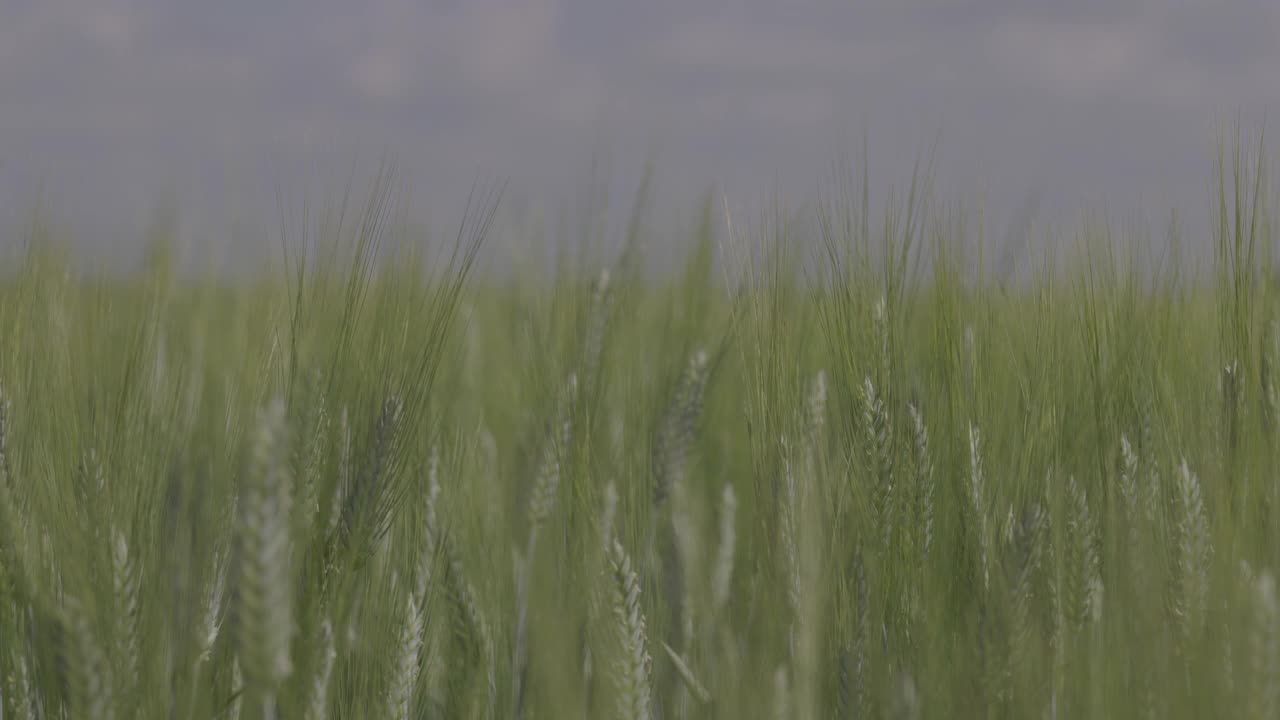 在麦田里，麦穗在下雨时特写，滴落在麦穗上。现代农业。未分级宏视频，ProRes 422，未分级C-LOG3 10位