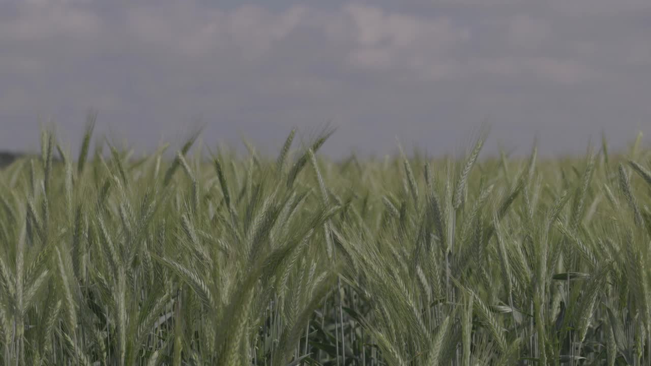 麦田里有小麦，小麦穗特写。现代农业。慢动作100fps。宏视频，ProRes 422，未分级C-LOG3 10位