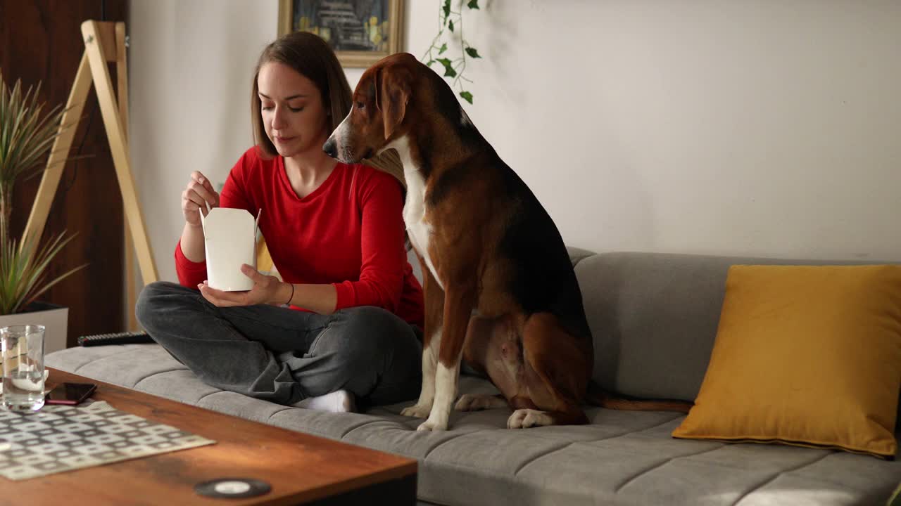 可爱的猎犬在和主人分享外卖后亲吻主人