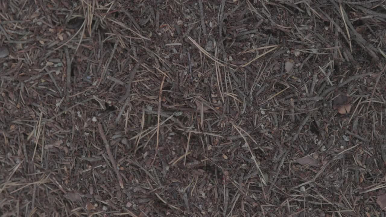 蚁丘在森林中，森林中有蚂蚁、昆虫共同工作。慢动作100fps。宏视频，ProRes 422，未分级C-LOG3 10位