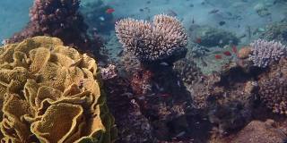 珊瑚礁的生命，海洋生态系统生物多样性的概念